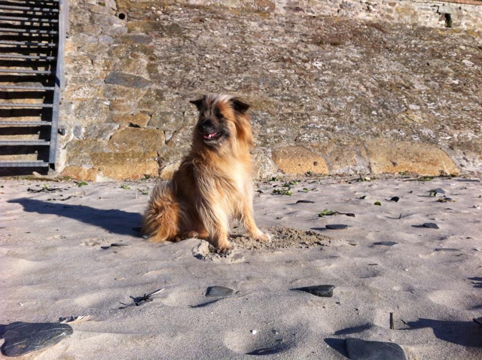 Bougie chien parfumée Oh My Dog par la marque de bougie artisanales parfumées D'Joy, senteur pop corn et caramel, posée à côté d'un chien.